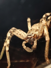 Eusparassus levantinus