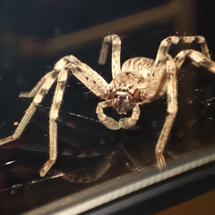 Eusparassus levantinus