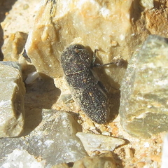 Acmaeoderella flavofasciata