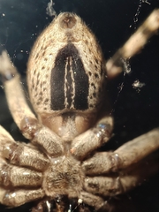 Eusparassus levantinus