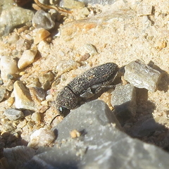 Acmaeoderella flavofasciata