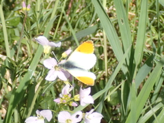 Anthocharis cardamines