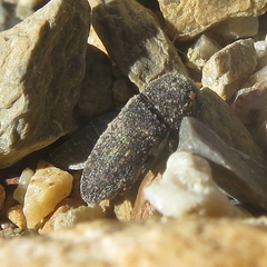 Acmaeoderella flavofasciata