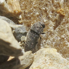 Acmaeoderella flavofasciata