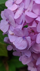 Hydrangea macrophylla