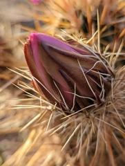 Echinocereus