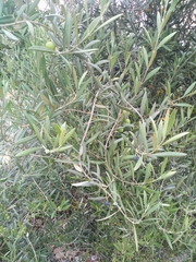 Olea