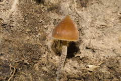 Psilocybe subhoogshagenii