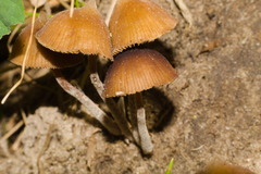 Psilocybe subhoogshagenii