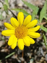 Tithonia tubaeformis