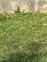 Taraxacum officinale