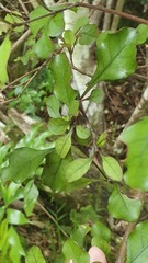 Coprosma arborea