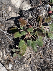 Eriogonum grande