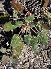 Eriogonum grande