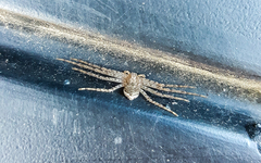 Philodromus placidus