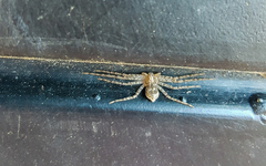Philodromus placidus