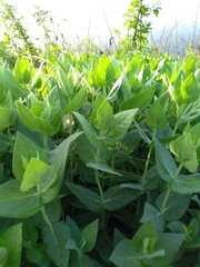 Silphium integrifolium