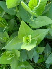 Silphium integrifolium