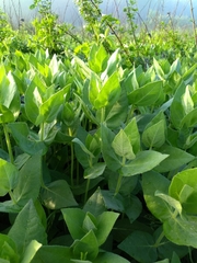 Silphium integrifolium