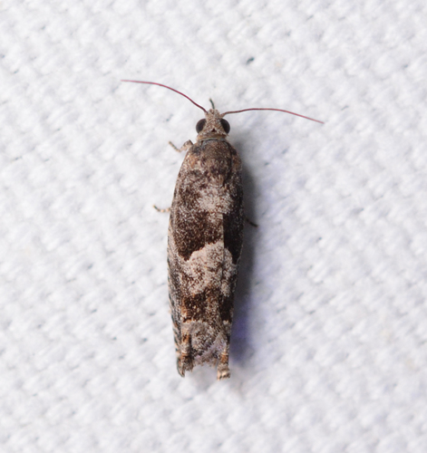 Bare-patched Leafroller Moth photo 5
