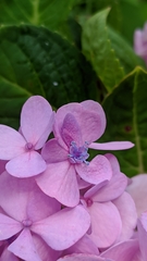 Hydrangea macrophylla