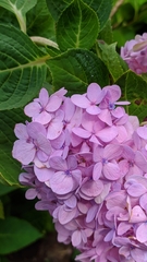 Hydrangea macrophylla