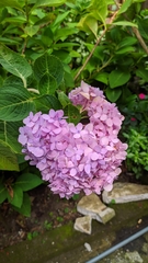 Hydrangea macrophylla