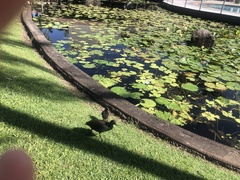 Gallinula tenebrosa tenebrosa