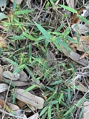 Dichanthelium patulum