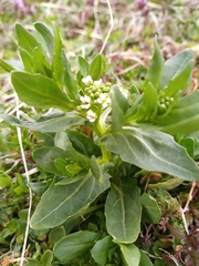 Thlaspi arvense