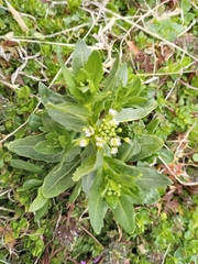 Thlaspi arvense