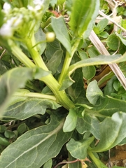 Thlaspi arvense