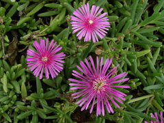 Lampranthus multiradiatus