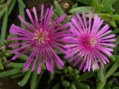 Lampranthus multiradiatus