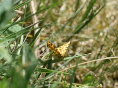 Pseudopanthera macularia