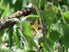 Pseudopanthera macularia