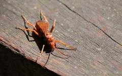 Tachypompilus erubescens