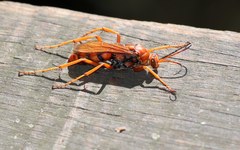 Tachypompilus erubescens