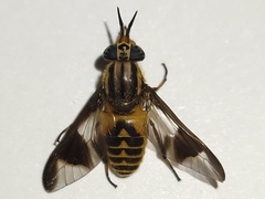 Chrysops dimmocki