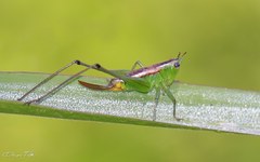 Conocephalus ochrotelus