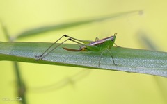 Conocephalus ochrotelus