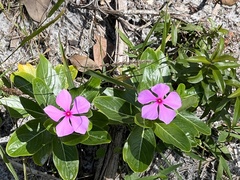 Catharanthus roseus image