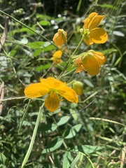 Senna sophera