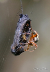 Araneus workmani