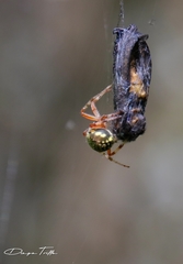 Araneus workmani
