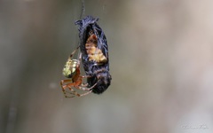 Araneus workmani