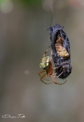 Araneus workmani