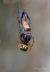 Araneus workmani
