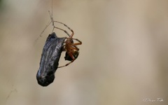 Araneus workmani