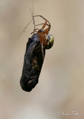 Araneus workmani